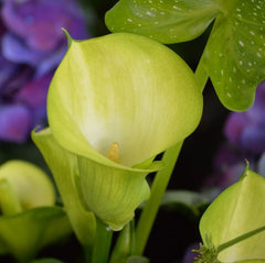 10mm Flower Glass Crystal Green Blossom